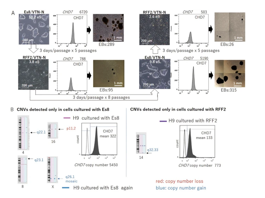 افزایش پتانسیل تمایز سلول های بنیادی پرتوان، با بهینه سازی شرایط کشت